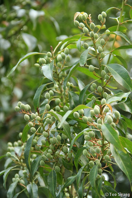 Urban Forest: Elaeocarpus mass flowering and fruiting